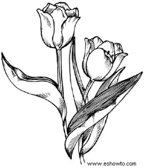 Cómo dibujar un tulipán en 3 pasos 