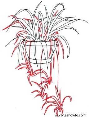 Cómo dibujar una planta araña en 5 pasos 