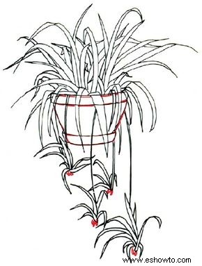 Cómo dibujar una planta araña en 5 pasos 
