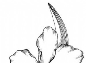 Cómo dibujar una orquídea en 5 pasos 