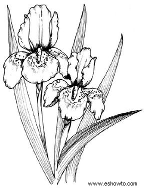 Cómo dibujar un iris en 5 pasos 