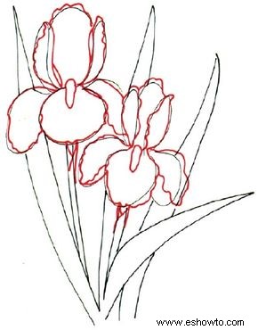 Cómo dibujar un iris en 5 pasos 