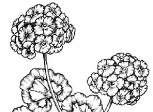 Cómo Dibujar un Geranio: Guía Paso a Paso en 5 Etapas Fáciles