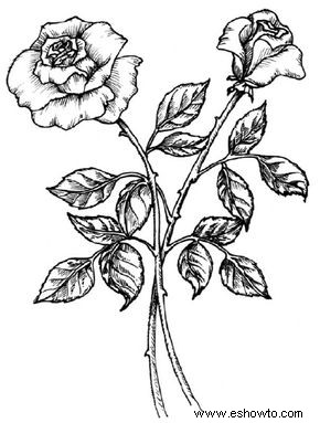 Cómo dibujar una rosa en 5 pasos 