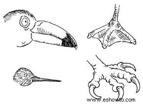 Proyectos de observación de aves para niños 