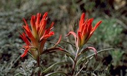 10 consejos para dar un paseo por la naturaleza en su patio trasero 