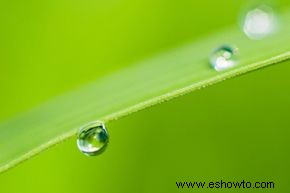 Cómo hacer fotografía de gotas de lluvia 