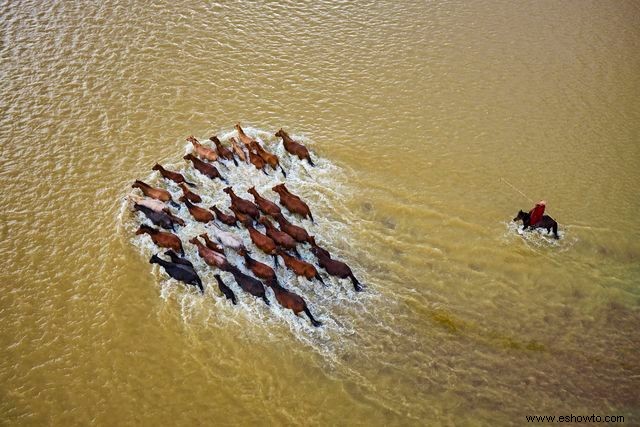 Imágenes cautivadoras desde arriba ofrecen nuevas perspectivas sobre la vida silvestre familiar 