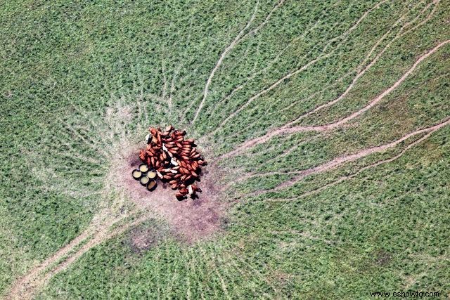 Imágenes cautivadoras desde arriba ofrecen nuevas perspectivas sobre la vida silvestre familiar 