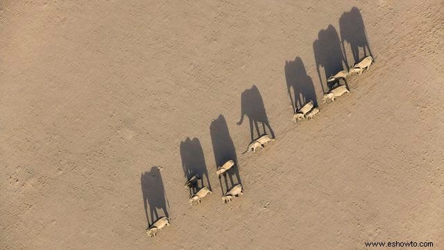 Imágenes cautivadoras desde arriba ofrecen nuevas perspectivas sobre la vida silvestre familiar 