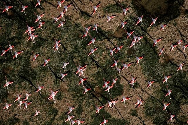 Imágenes cautivadoras desde arriba ofrecen nuevas perspectivas sobre la vida silvestre familiar 