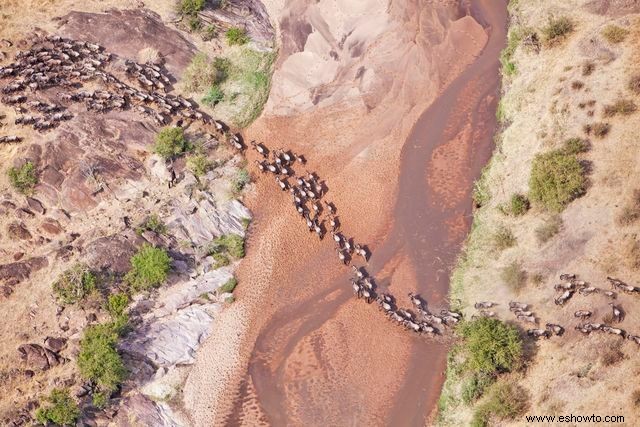 Imágenes cautivadoras desde arriba ofrecen nuevas perspectivas sobre la vida silvestre familiar 