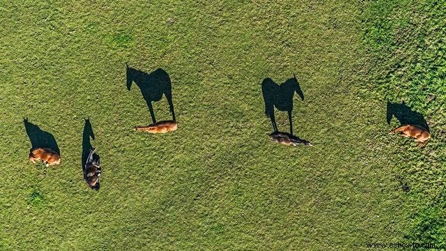 Imágenes cautivadoras desde arriba ofrecen nuevas perspectivas sobre la vida silvestre familiar 