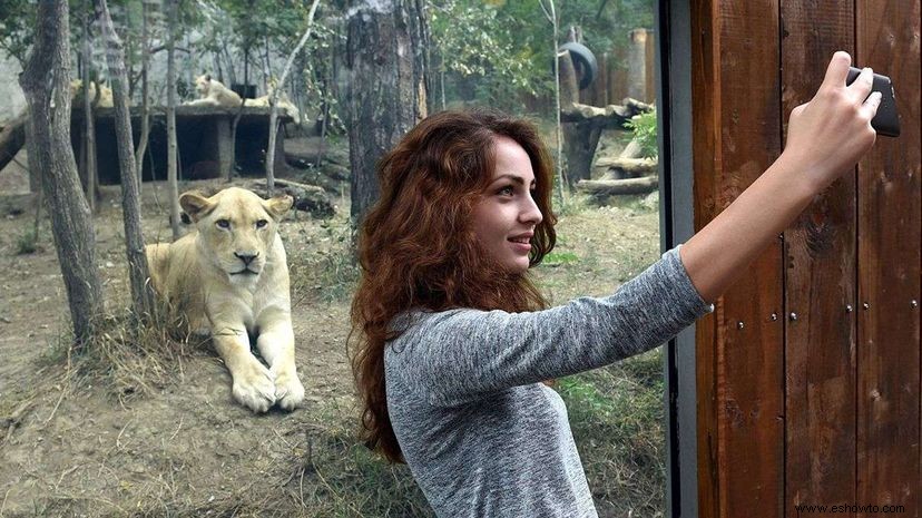 7 animales con los que nunca deberías tomarte selfies 