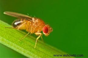 Cómo usar el software de edición de fotos para eliminar los ojos rojos 