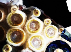 Los dientes de calamar y la seda de araña curan tu cuerpo futuro 