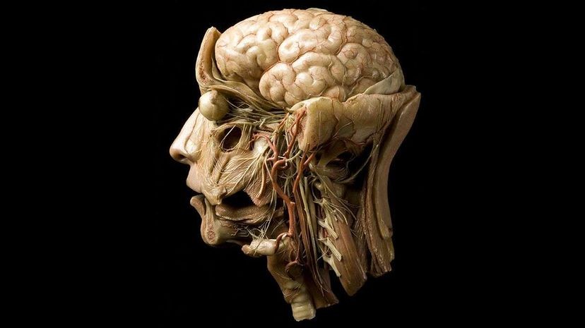 El futuro de la impresión 3D es... ¿cerebros humanos vivos? 