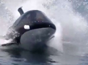 Este submarino de orcas puede ser tuyo 