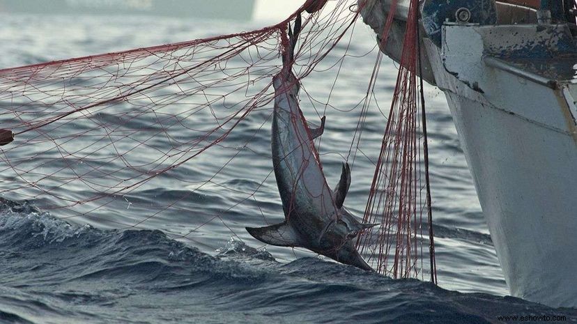 Nueva herramienta gratuita ofrece a todos una vista satelital de la pesca ilegal 