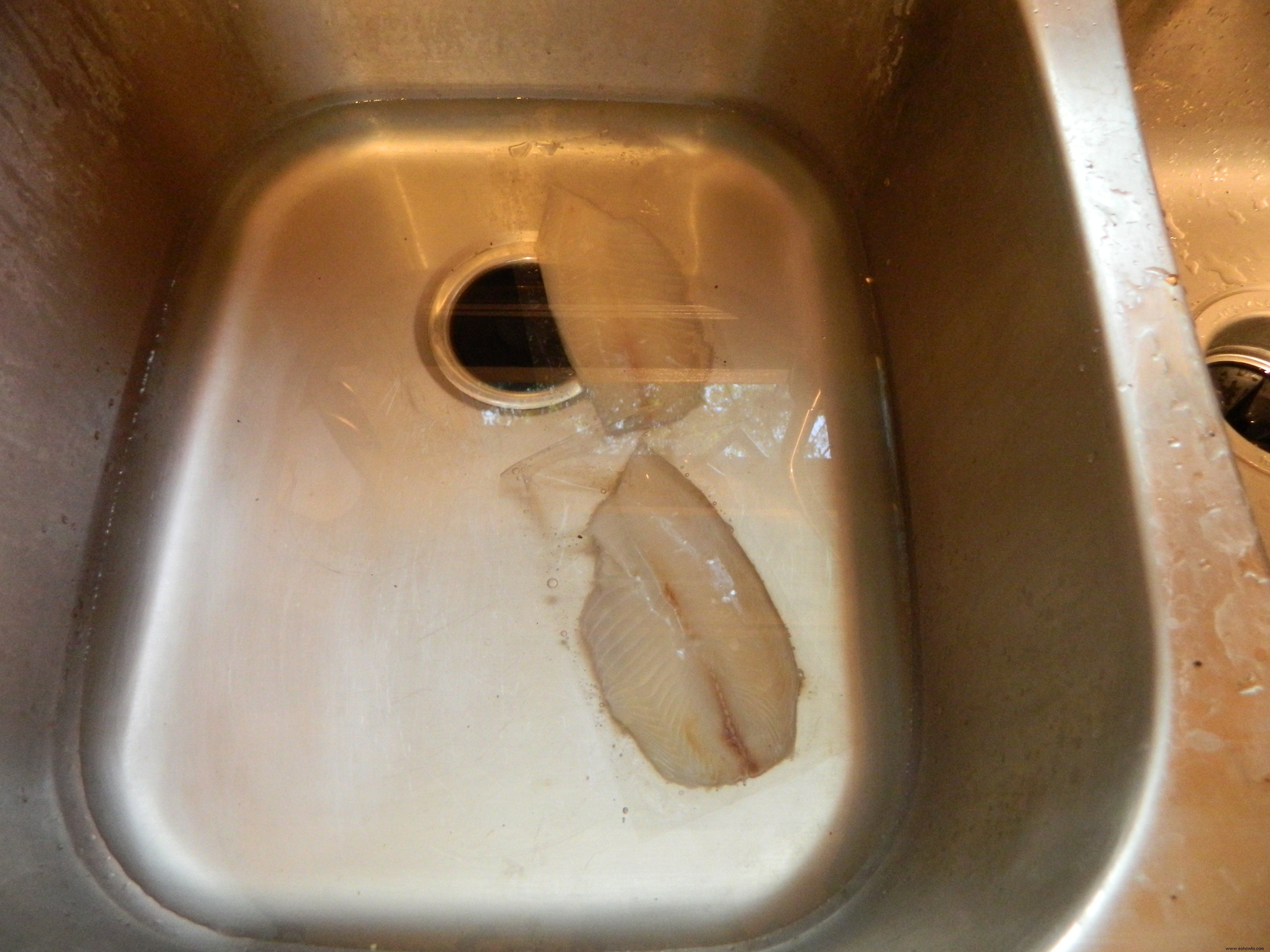 Experimentando con Tilapia… 