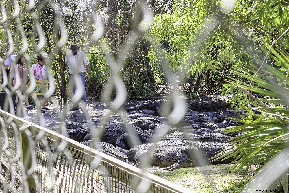 4 actividades familiares en Orlando que no son de Disney o Universal 