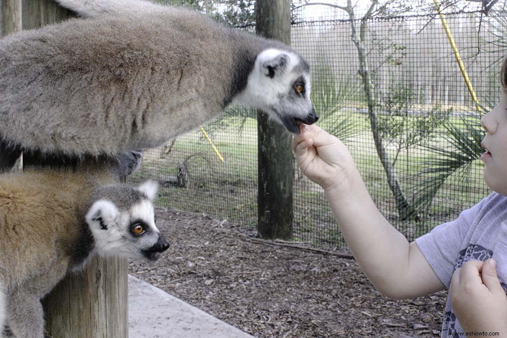 Resumen de la semana:Disney World y Safari Wilderness 