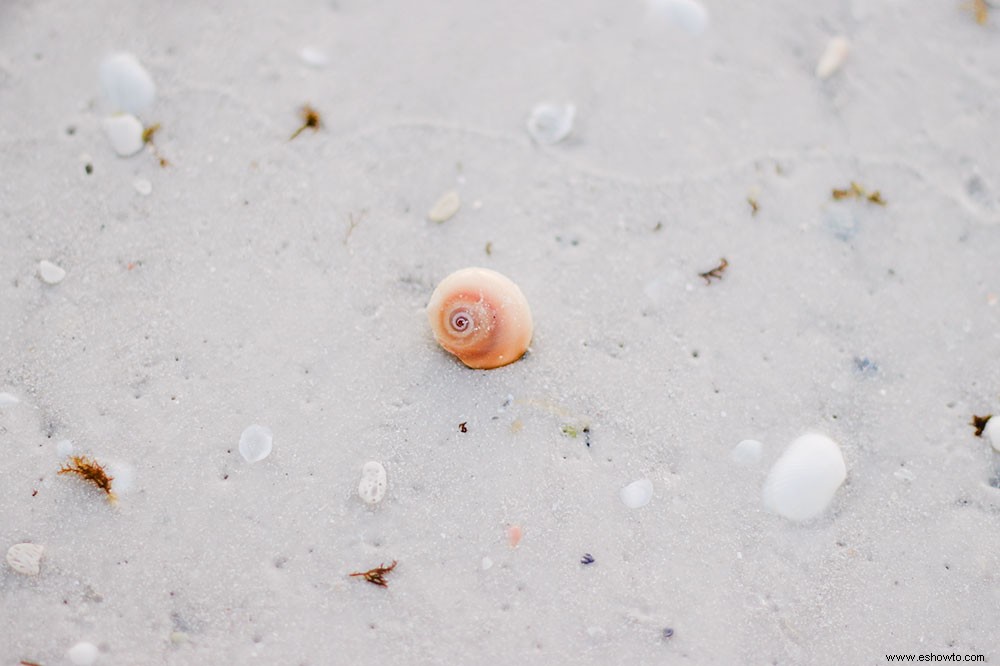 7 actividades asequibles para hacer con niños en sus vacaciones familiares en la playa en Sarasota, FL 