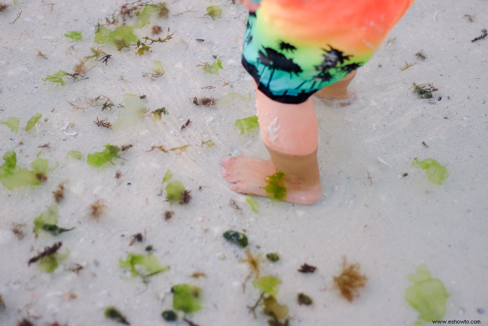 7 actividades asequibles para hacer con niños en sus vacaciones familiares en la playa en Sarasota, FL 
