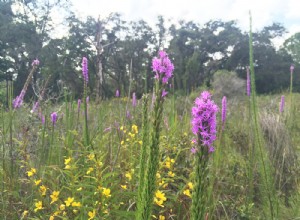 Resumen Semanal: Naturaleza, Control de Gastos y Preparativos para Huracanes