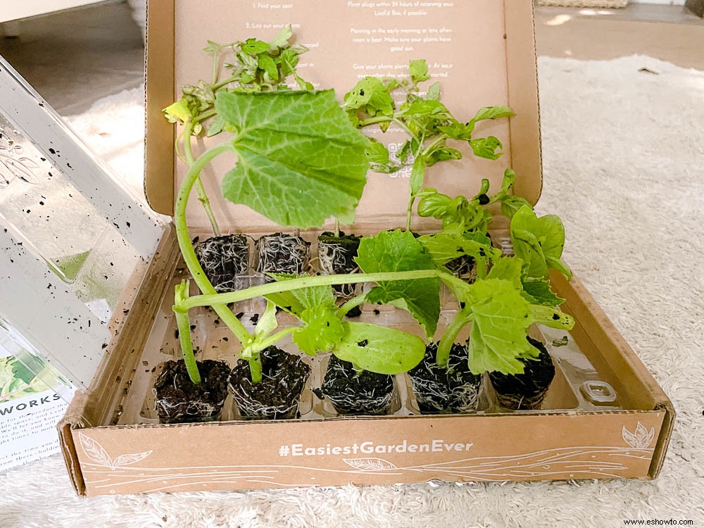 Revisión del kit educativo de Leaf d Box - Caja de suscripción de jardín 