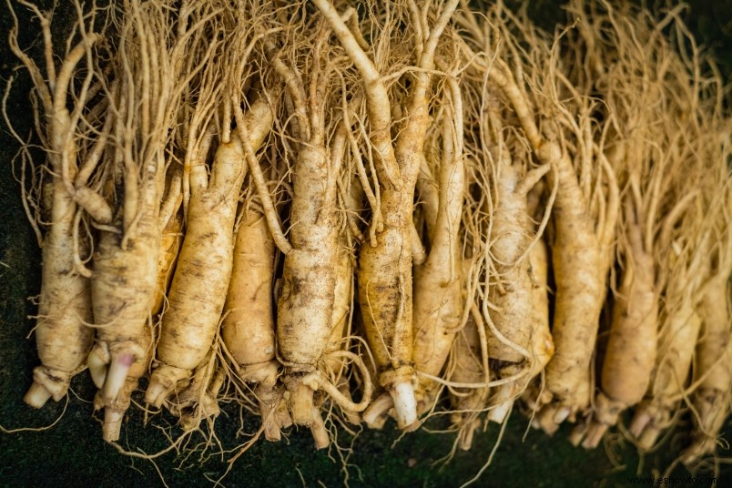 El ginseng estimula el metabolismo al fortalecer el intestino, sugiere un estudio 