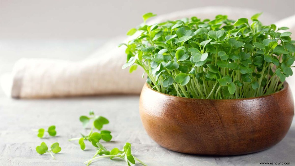 Cultive este superalimento verde en casa para ahorrar dinero y tener un aporte nutricional 