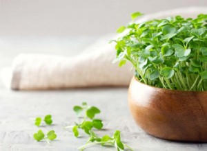 Cultiva microgreens de brócoli y kale en casa: nutrición superior y ahorro garantizado