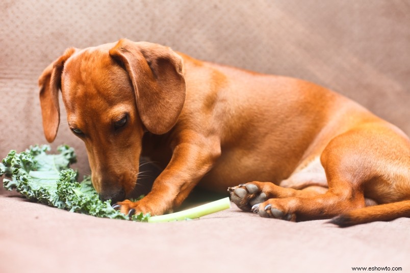 5 golosinas para hacer para su perro en el Día Nacional de Cook for Your Pets 