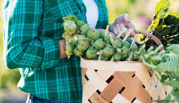 Cómo cultivar tus propias coles de Bruselas en casa 