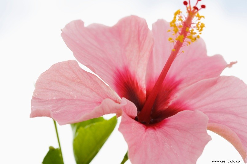 El té de hibisco es el brebaje que aplana la barriga, protege su corazón y lo ayuda a desestresarse 