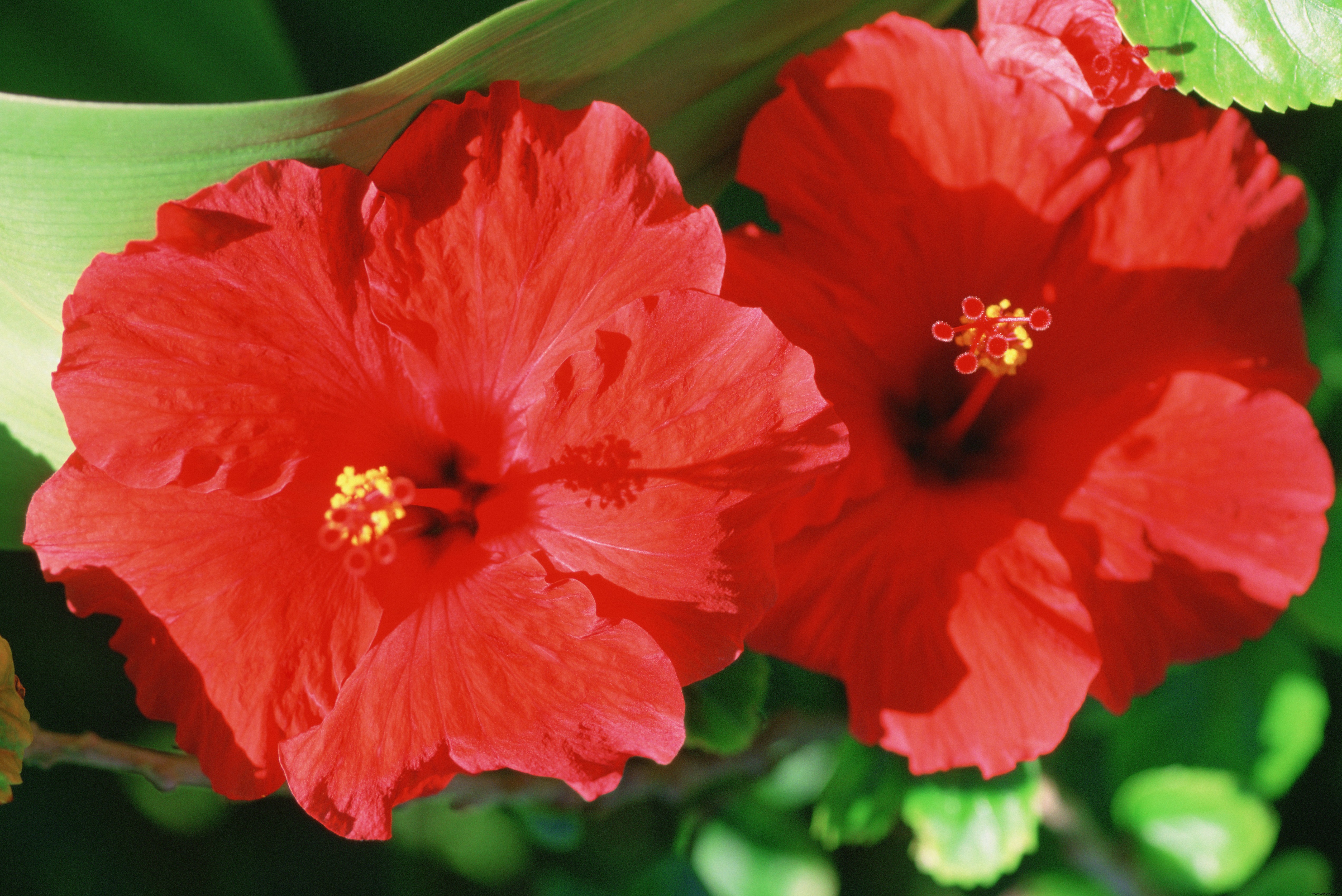 El té de hibisco es el brebaje que aplana la barriga, protege su corazón y lo ayuda a desestresarse 