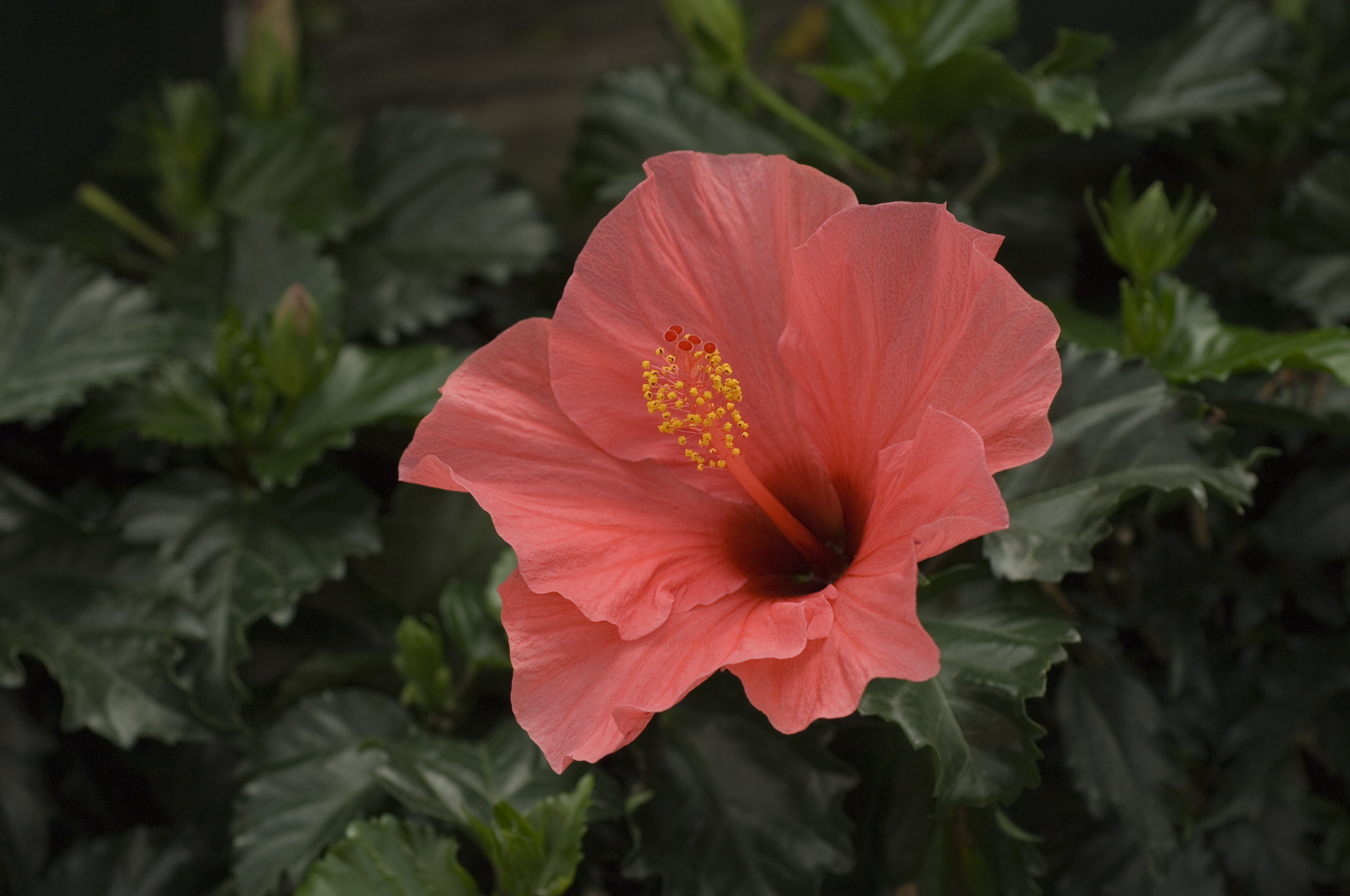 El té de hibisco es el brebaje que aplana la barriga, protege su corazón y lo ayuda a desestresarse 