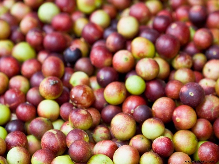 Camu Camu es el superalimento similar a la cereza que puede aumentar el poder nutricional de su batido 