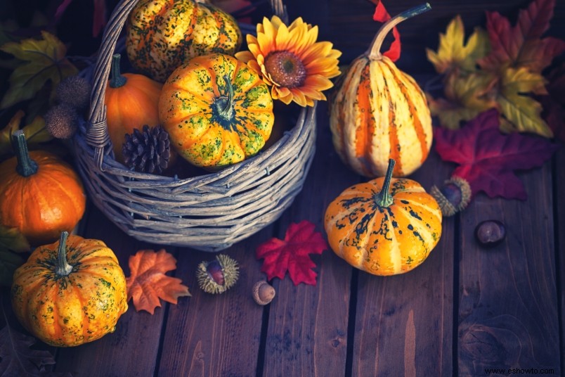 ¿Puedes comer calabazas decorativas? 