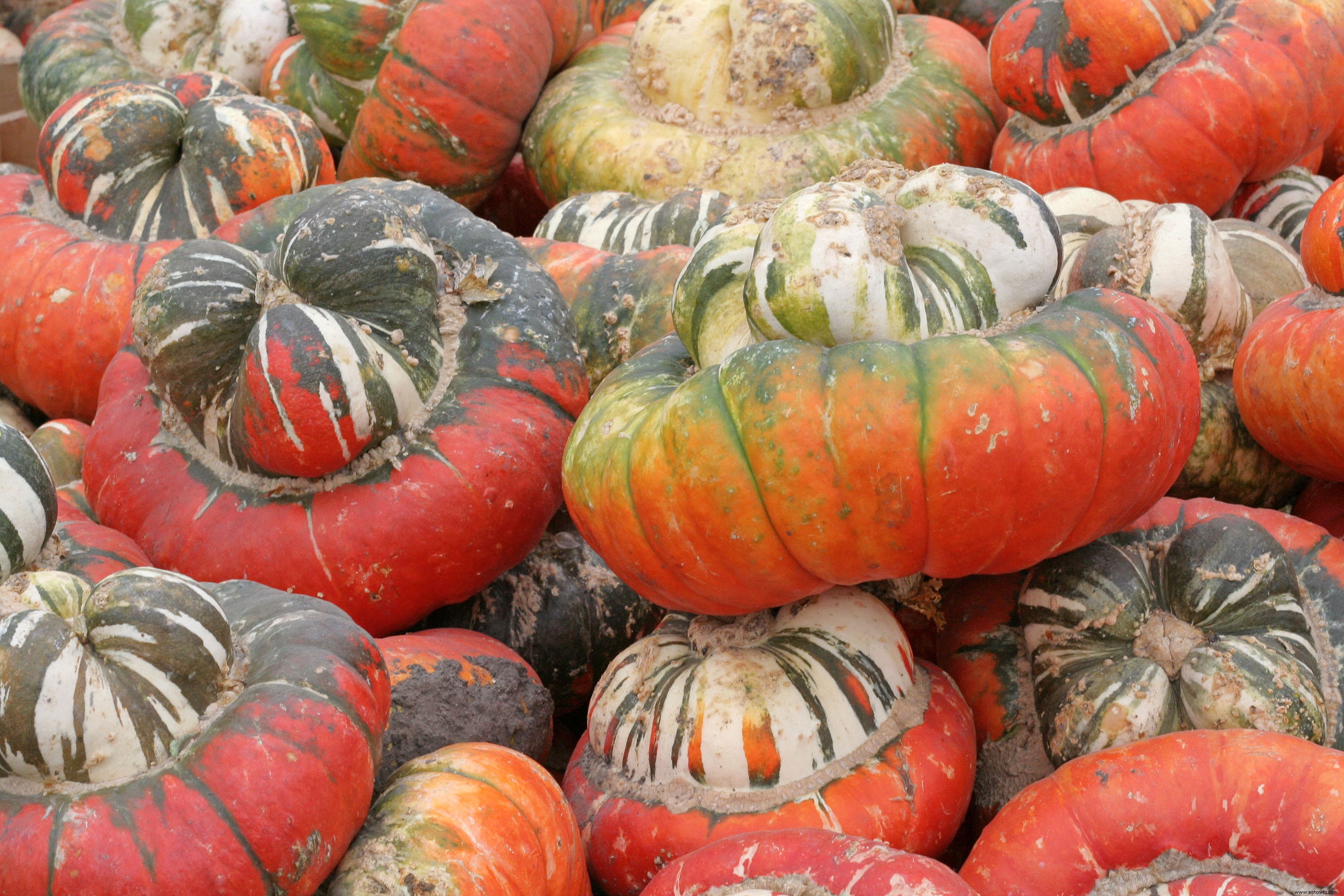 ¿Puedes comer calabazas decorativas? 