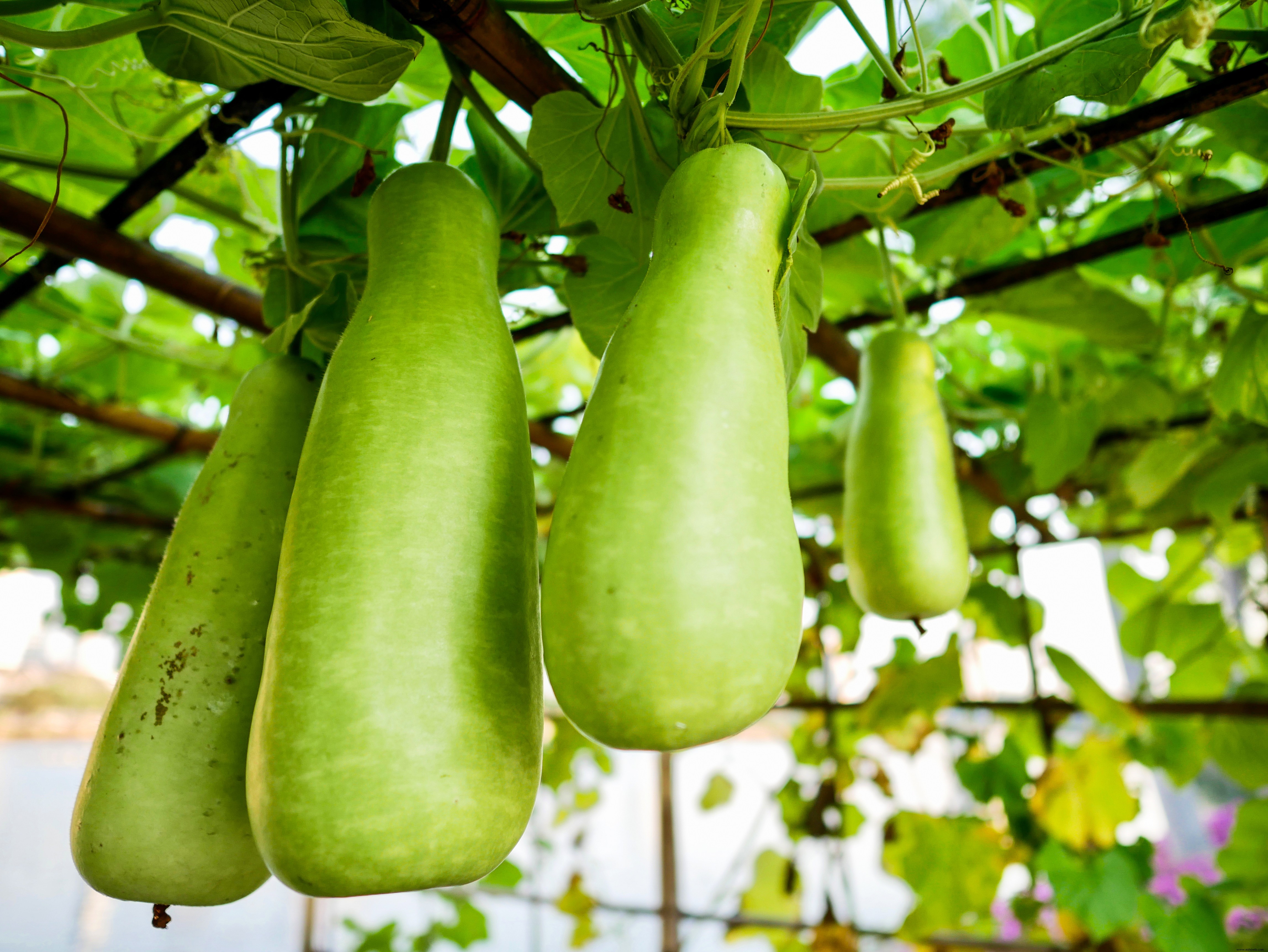 ¿Puedes comer calabazas decorativas? 