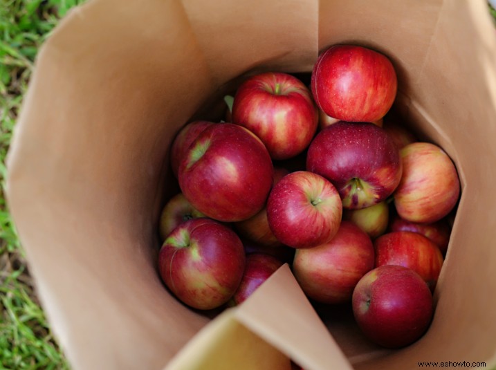 12 cosas que hacer con todas esas manzanas sobrantes de tu viaje de recolección de manzanas 