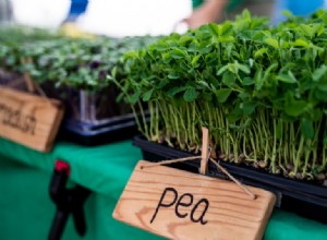 Microvegetales: los superalimentos diminutos que potencian tu salud