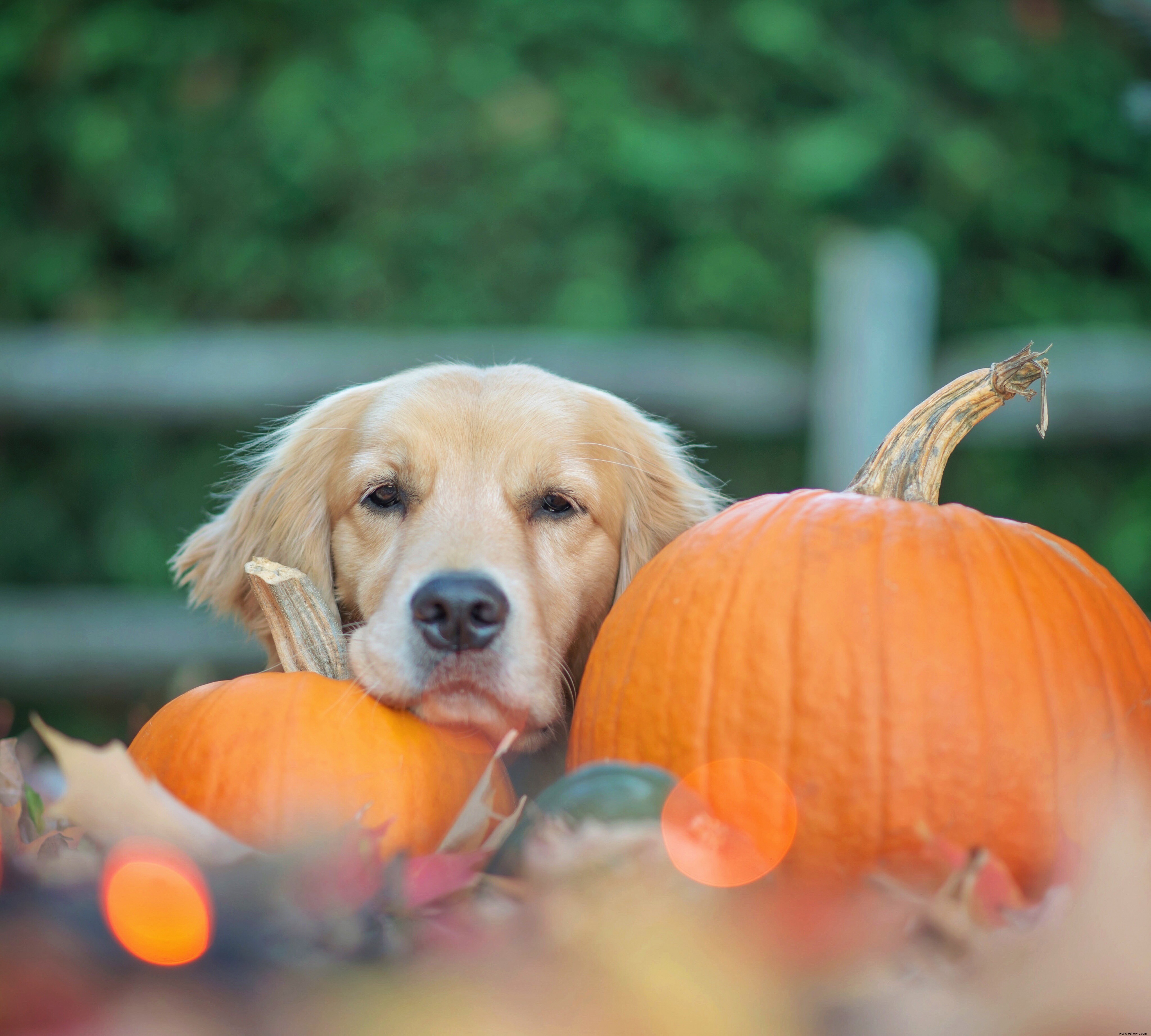 ¿Pueden los perros comer calabaza? 