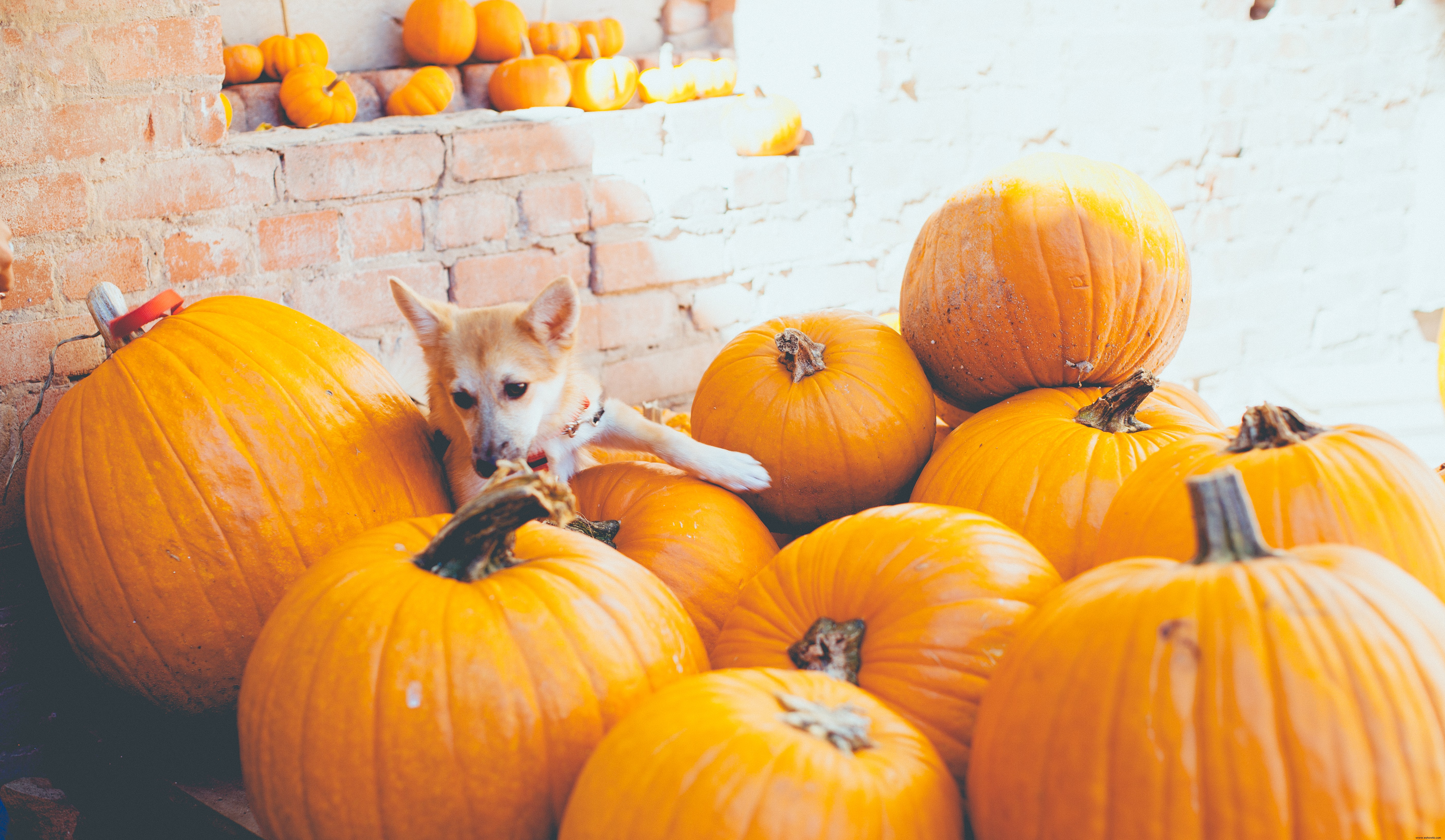 ¿Pueden los perros comer calabaza? 