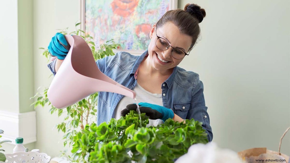 ¡No tires las cáscaras de plátano! Úselos para mantener saludables sus plantas de interior 