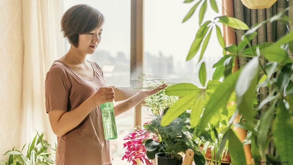 El peróxido de hidrógeno puede devolver la vida a sus plantas de interior moribundas 