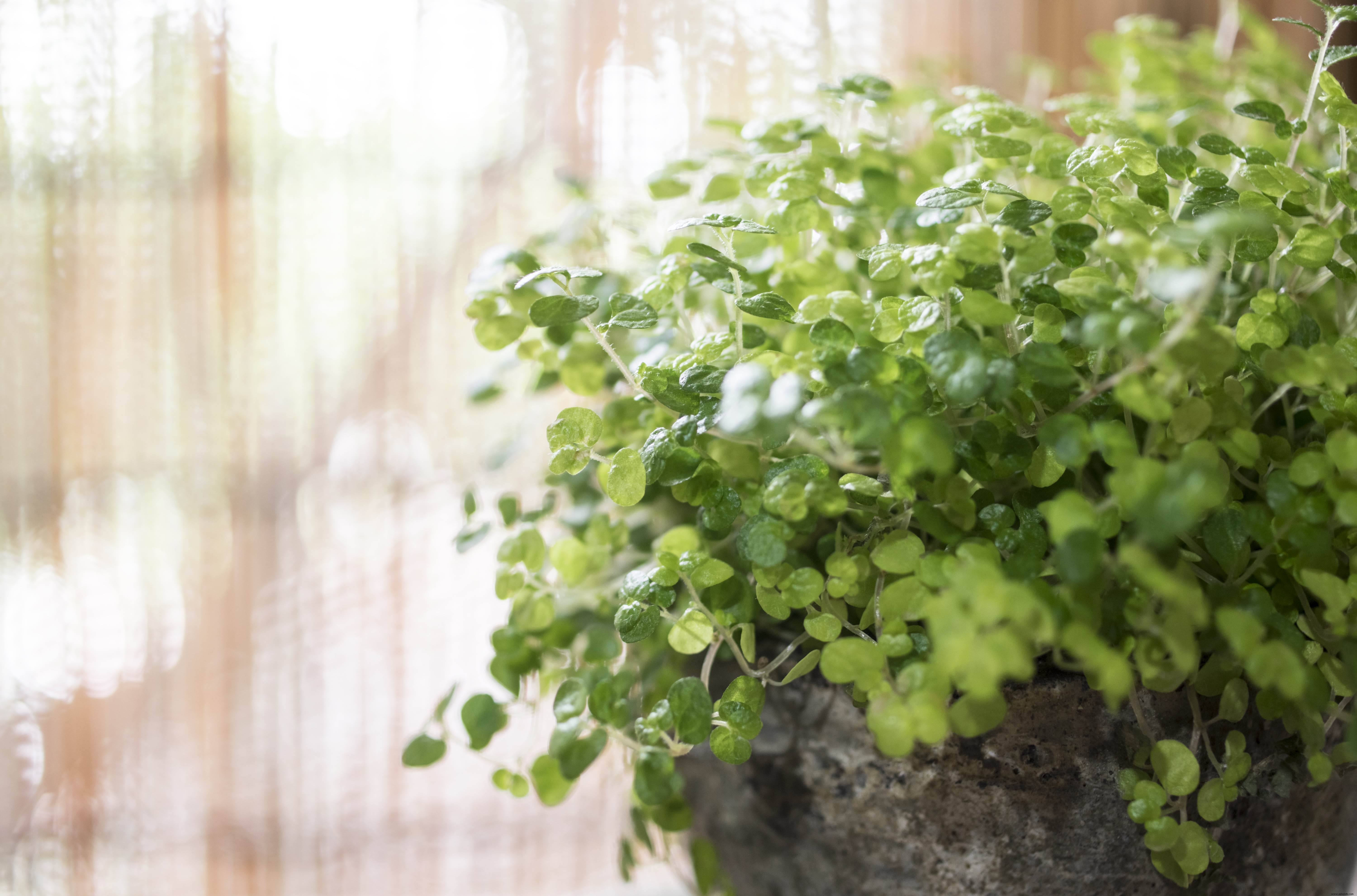 10 plantas de baño que alegrarán tu espacio y purificarán el aire 