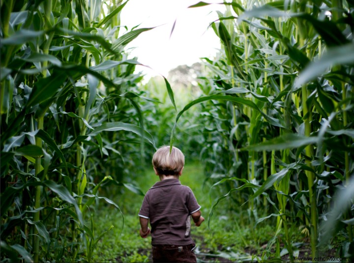 Los padres perdieron a un niño de 3 años en un laberinto de maíz y no se dieron cuenta hasta el día siguiente 